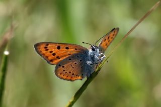 Byk Bakr Gzeli (Lycaena dispar)