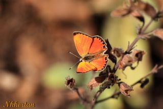 Orman Bakr Gzeli (Lycaena virgaureae)