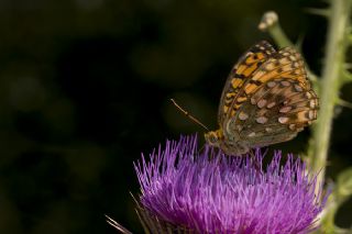 Gzel nci (Argynnis aglaja)