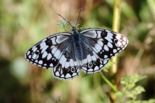 Anadolu Melikesi (Melanargia larissa)