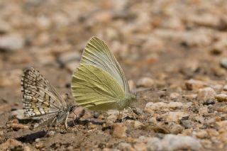 Da Beyazmelei (Pieris ergane)