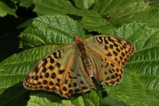 Cengaver (Argynnis paphia)