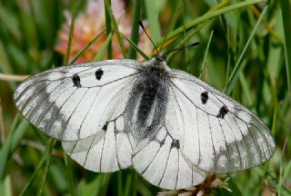 Orman Fistosu (Zerynthia cerisyi)