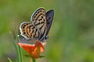 Balkan Kaplan (Tarucus balkanicus)