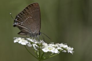 ranl Sevbeni (Satyrium marcidum)