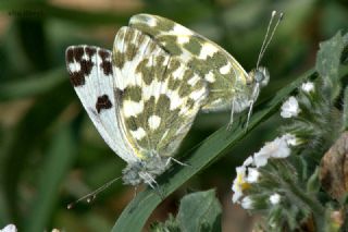 Yeni Beneklimelek (Pontia edusa)