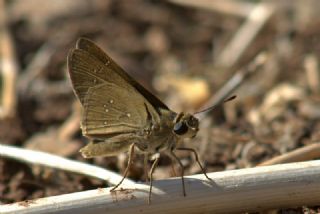 Beyaz illi Kara Zpzp (Pelopidas  thrax)