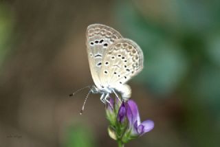 Karsandra (Zizeeria karsandra)