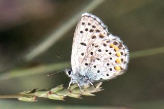 Himalaya Mavisi (Pseudophilotes vicrama)