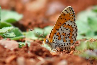 Gzel parhan (Melitaea syriaca)