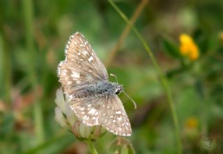 Zeytuni Zpzp (Pyrgus serratulae)