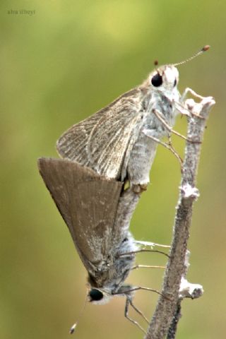 Cce Zpzp (Gegenes pumilio)