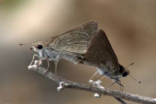 Cce Zpzp (Gegenes pumilio)