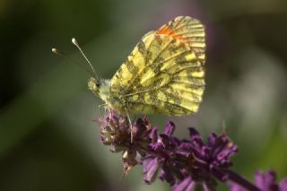 Ssl Damone (Anthocharis damone)