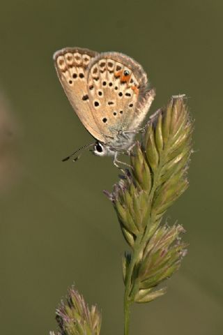 okgzl Gm Mavi (Albulina loewii)