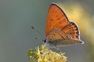 Kk Ate Gzeli (Lycaena thersamon)