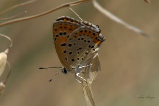 Kk Ate Gzeli (Lycaena thersamon)