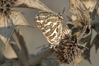 eytanck (Cigaritis acamas)