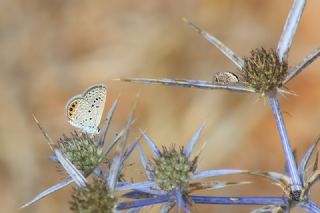 Mcevher Kelebei (Chilades trochylus)