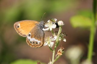 Funda Zpzp Perisi (Coenonympha arcania)