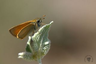Sar Antenli Zpzp (Thymelicus sylvestris)