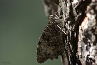 Byk Karamelek (Hipparchia syriaca)
