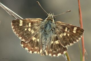 Akdeniz Zpzp (Muschampia proto)