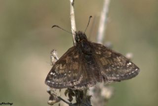 Pasl Zpzp (Erynnis tages)
