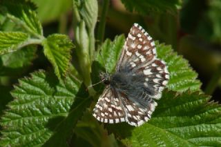 Ege Zpzp (Pyrgus melotis)