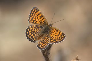 Cezayirli parhan (Melitaea ornata)