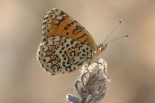 Cezayirli parhan (Melitaea ornata)