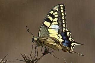 Krlangkuyruk (Papilio machaon)
