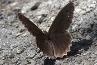 Anadolu Pirireisi (Satyrus favonius)