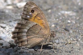 Anadolu Pirireisi (Satyrus favonius)