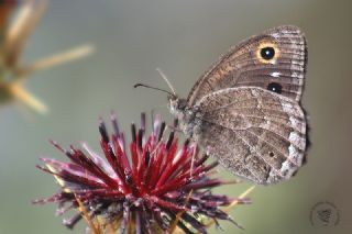 Hametli Pirireis (Satyrus ferulus)