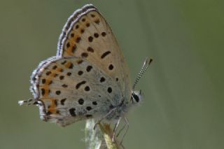 Frat Bakr Gzeli (Margelycaena euphratica )