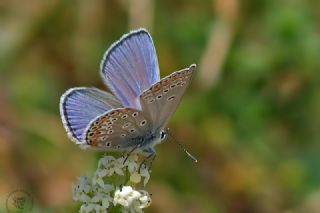 Anadolu Esmergz (Plebejus modicus)