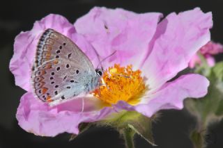 Lbnan Esmergz (Plebejus nichollae)