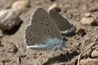 okgzl Buzul Mavi (Polyommatus buzulmavi)