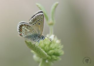 okgzl Geranium Mavisi (Aricia eumedon)