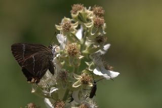 Karaaa Sevbenisi (Satyrium w-album)