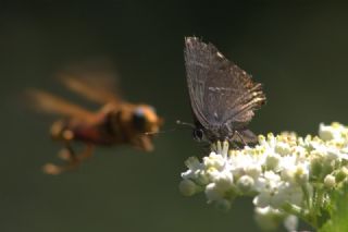 Karaaa Sevbenisi (Satyrium w-album)