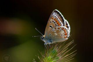 okgzl Lbnan Mavisi (Aricia bassoni)