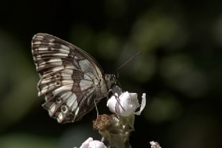 Kara Melike (Melanargia syriaca)