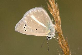 okgzl Siyan Mavisi (Polyommatus cyaneus)