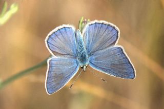 okgzl Siyan Mavisi (Polyommatus cyaneus)