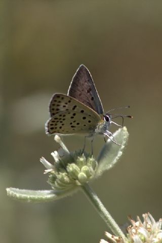 sli Bakr Gzeli (Lycaena tityrus)