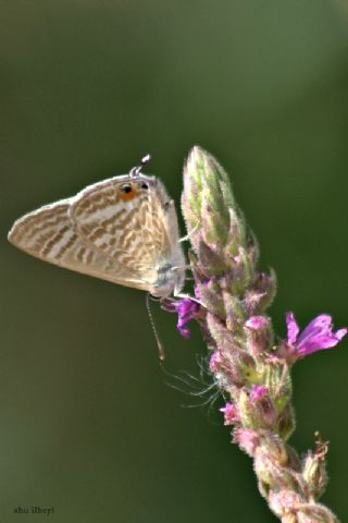 Lampides (Lampides boeticus)