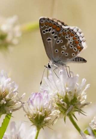 okgzl Esmer (Aricia agestis)