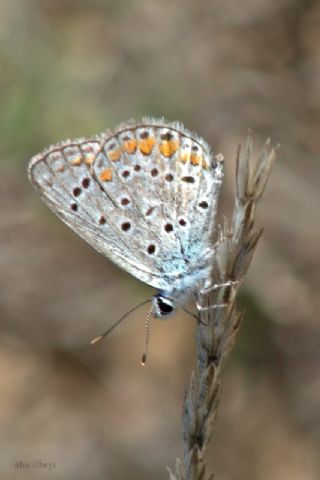 okgzl Mavi (Polyommatus icarus)
